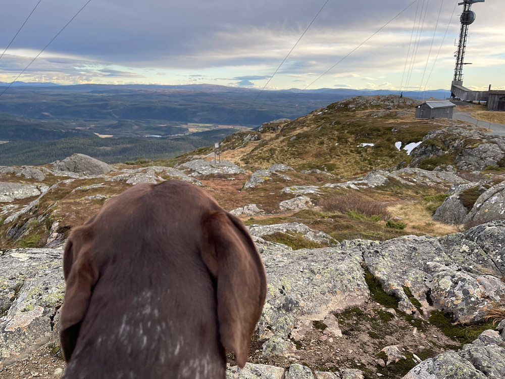 Snøen har smeltet.