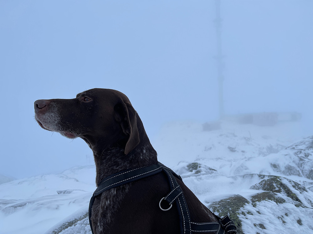 Snøen prøver seg igjen..
