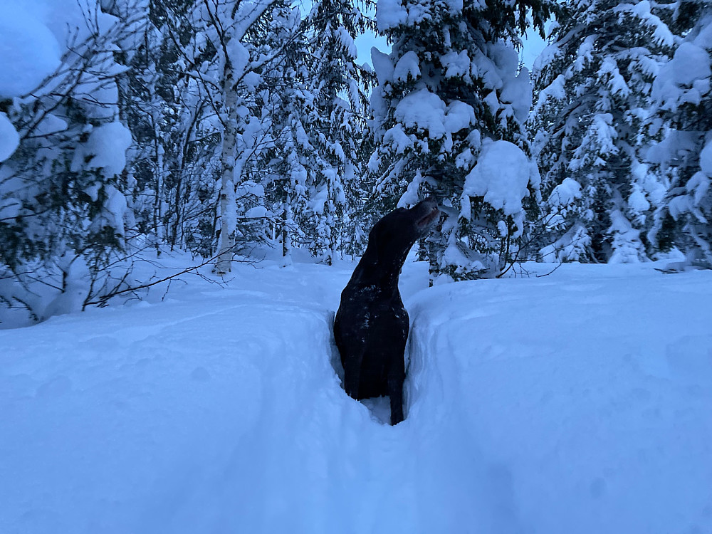 Mye løssnø og litt godlukt