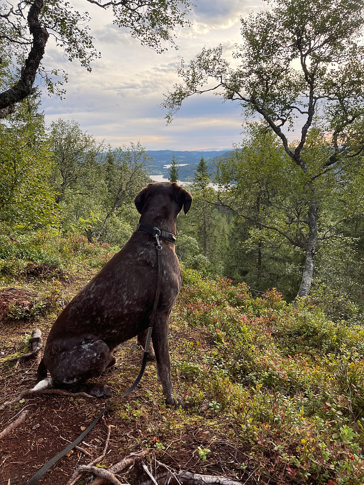 Nyter utsikten fra toppen