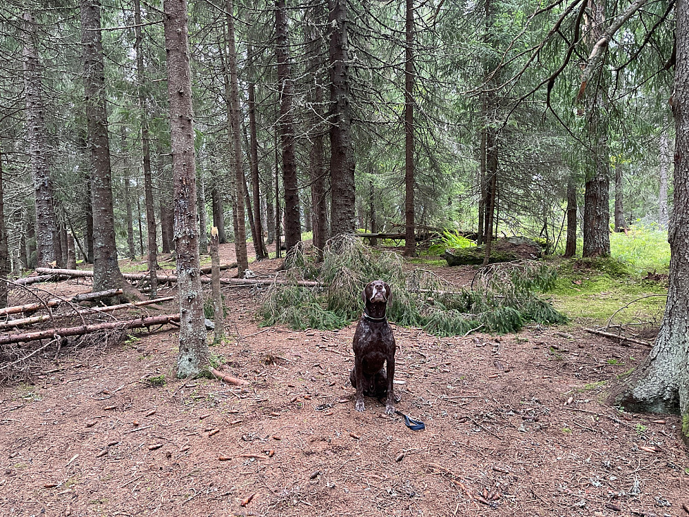 Toppen av Leiråsen