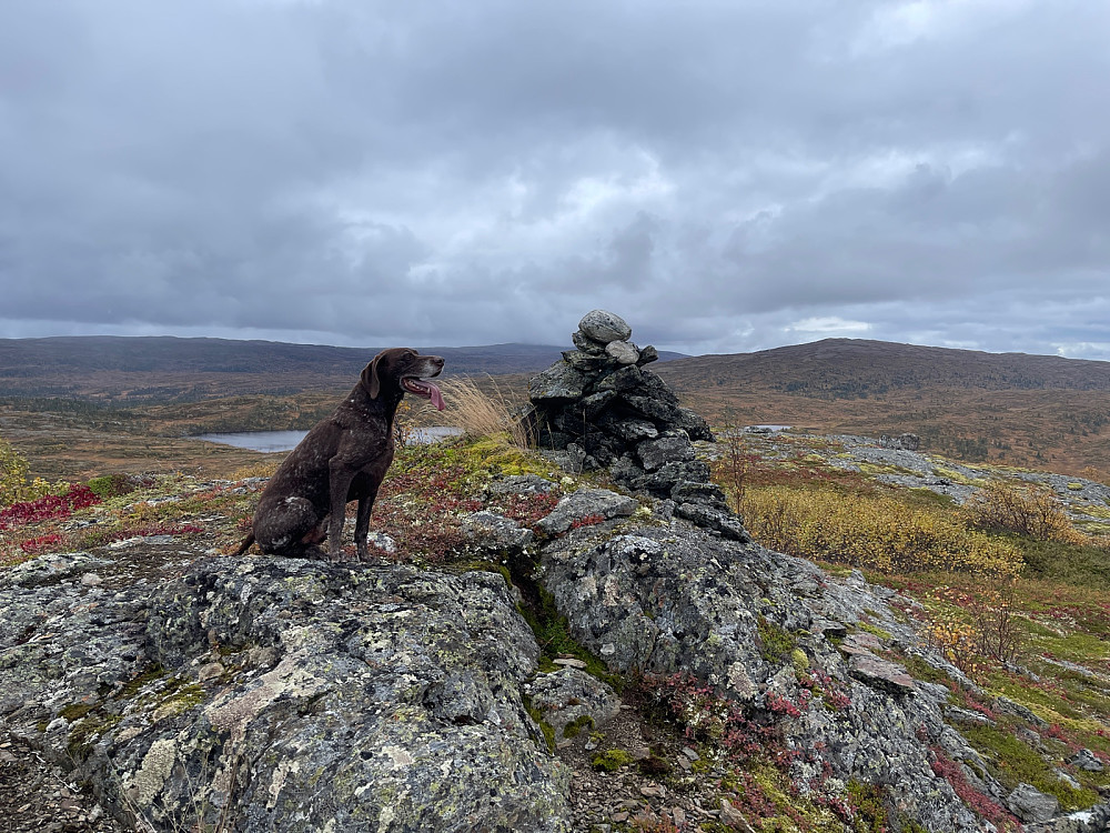 Toppvarden