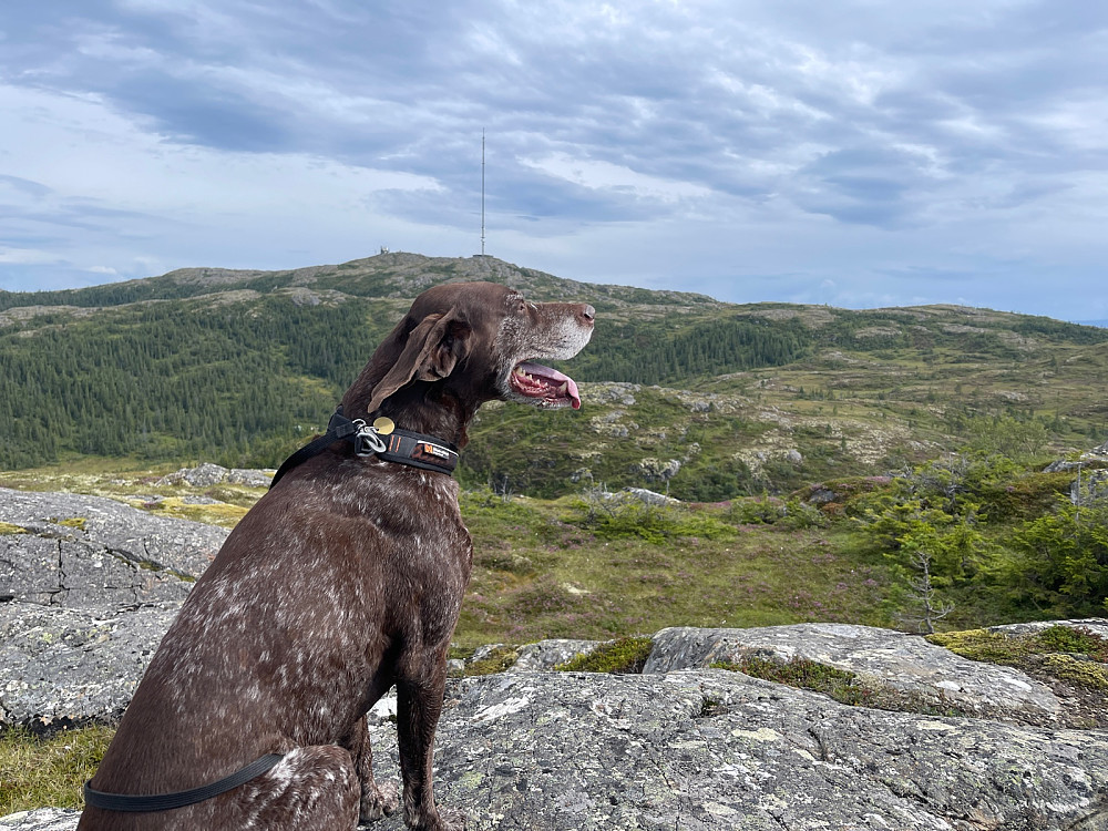 Vassfjelltoppen fra Litjfjellet.