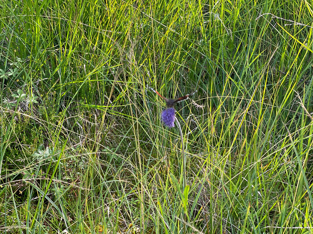 Flora og fauna