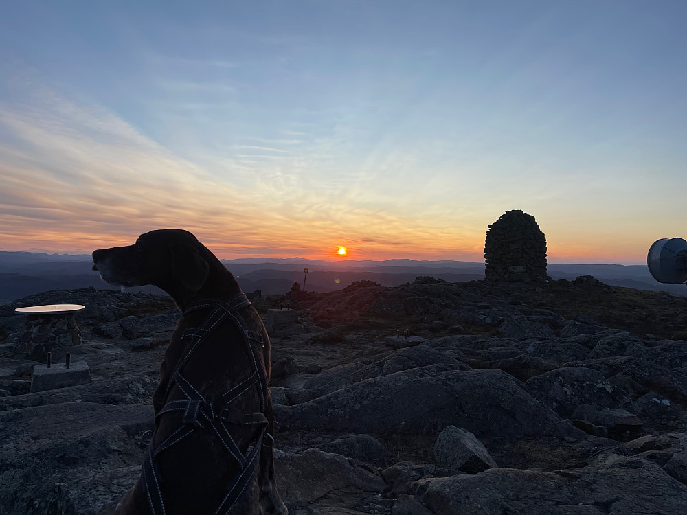 Hund i solnedgang