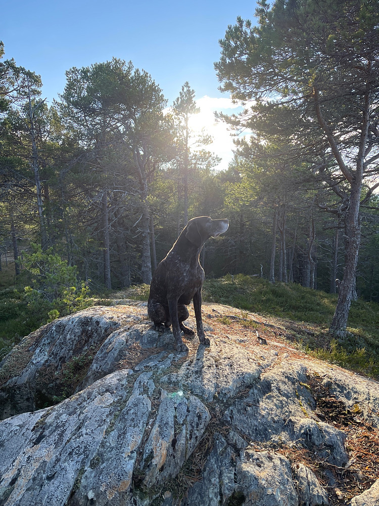 Skjetnåsen N