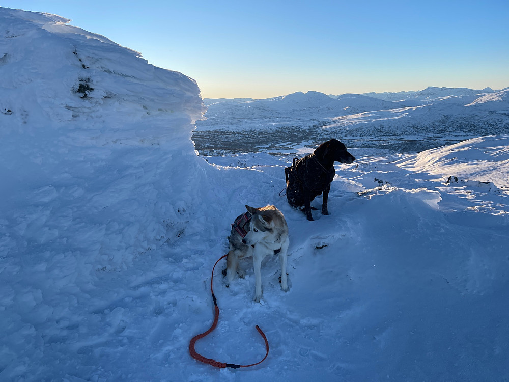 Gutta på topp