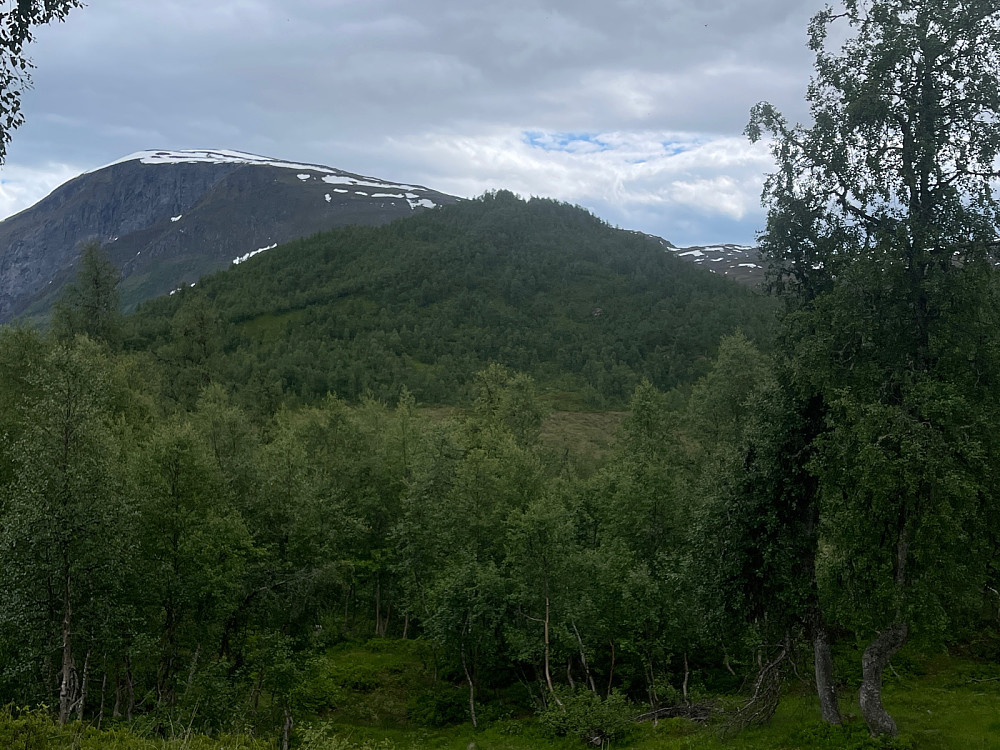 Skogstopp..