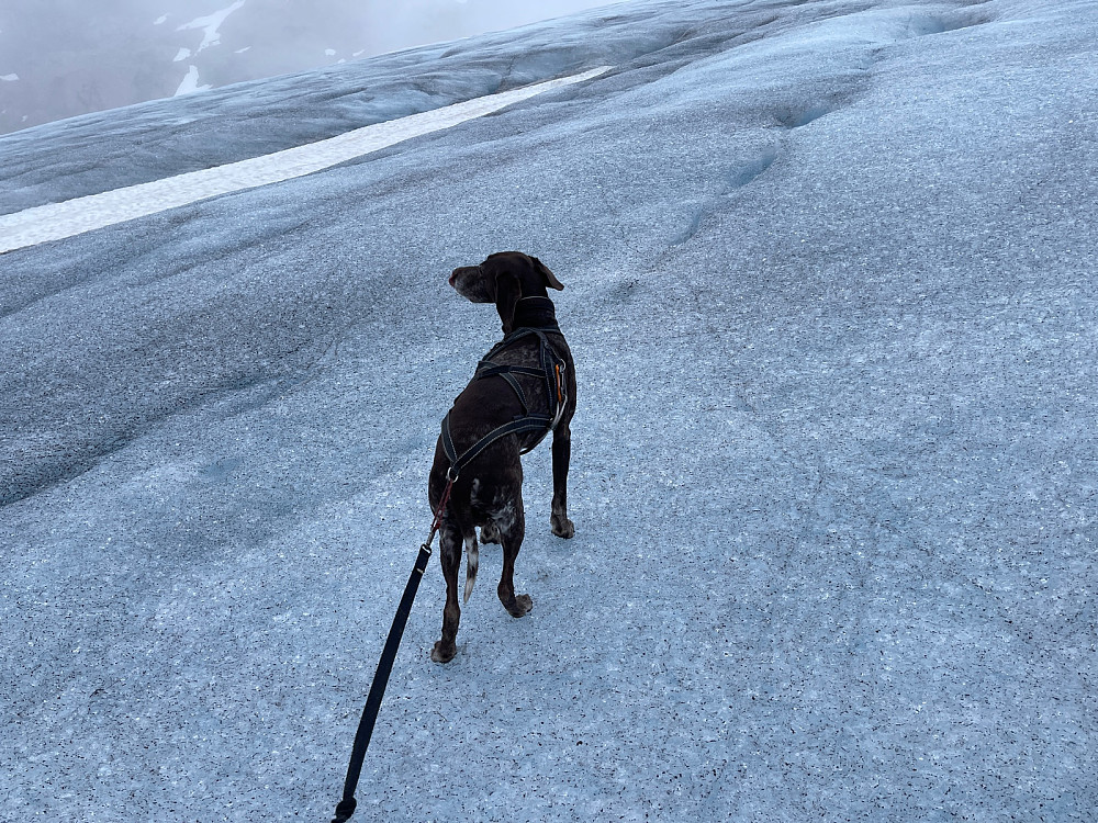 Brehund in the making