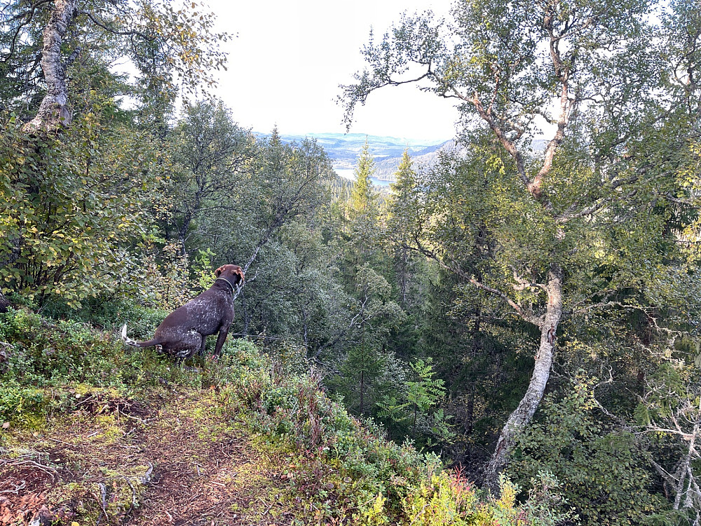 Spennende aktivitet nedi skogen