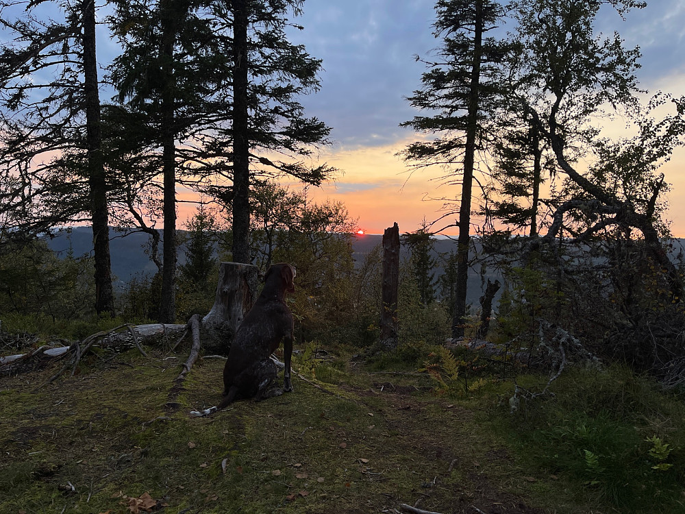 Solnedgang over Buvikåsen