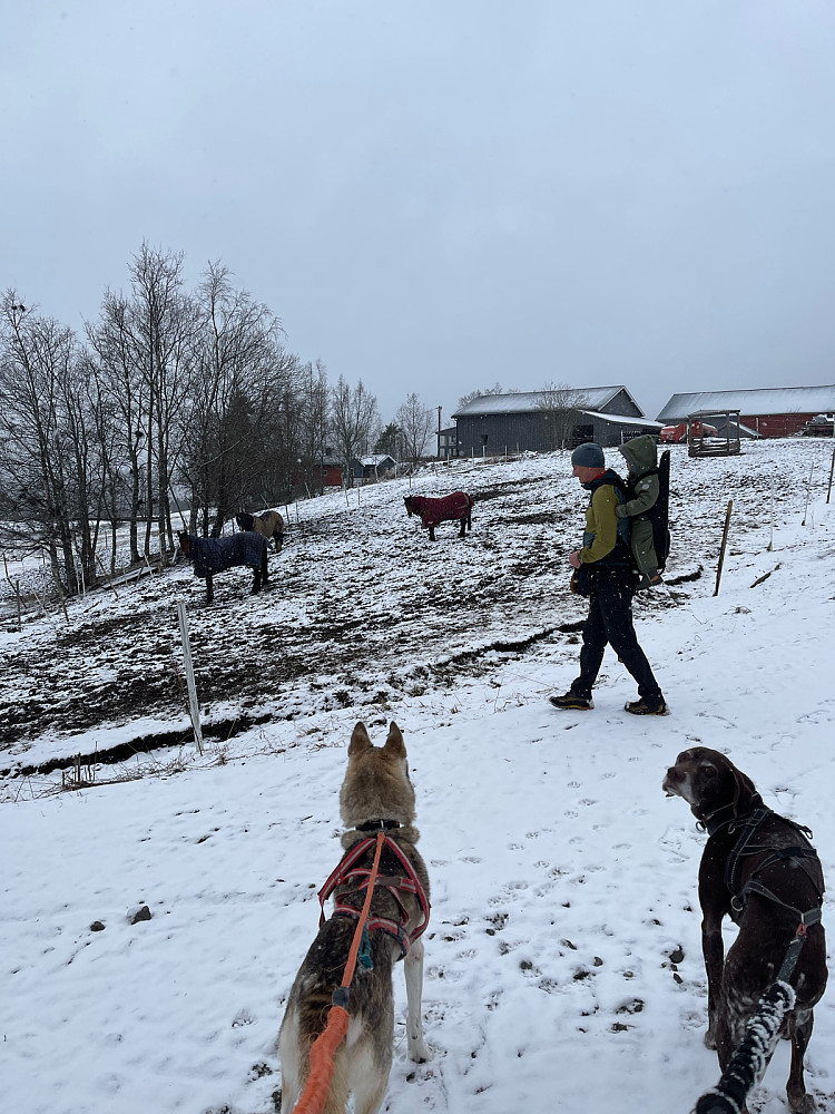 Artig med hest