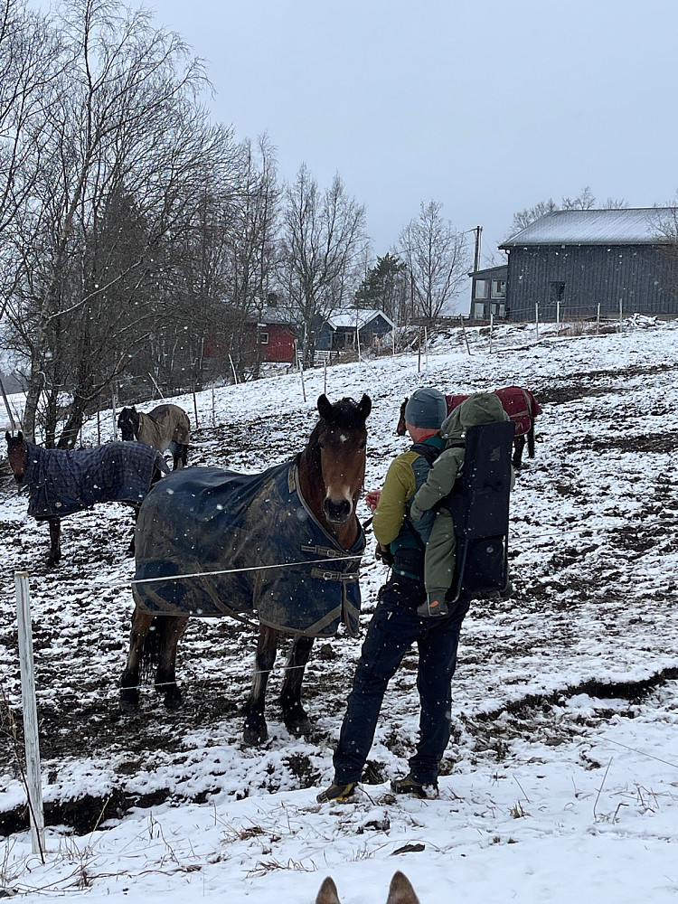 En av hestene var veldig kosete