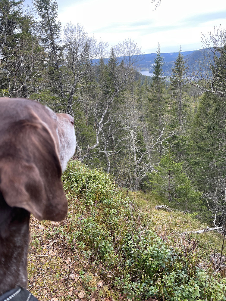 Skuer mot Trollheimen
