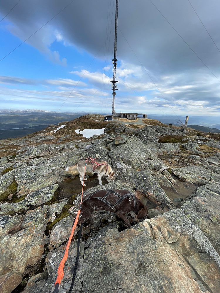 Gutta slukker tørsten i pyttene på toppen