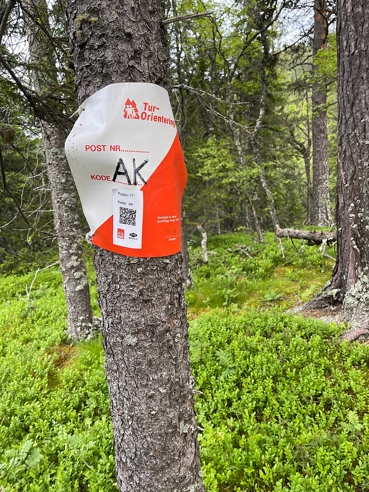 Gammelåsen