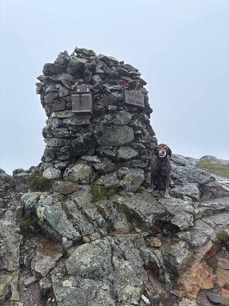 Toppvarden