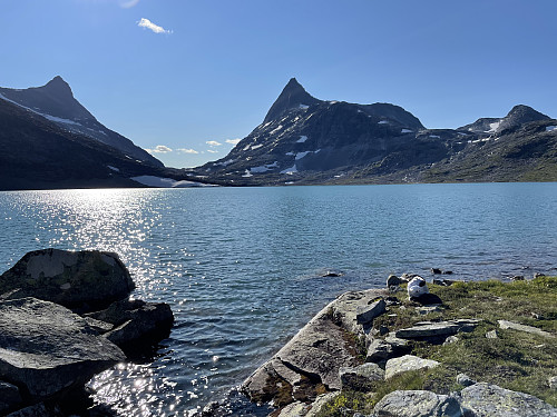 Deilig med et kveldsbad her i Koldedalsvatnet (1177 m). I bakgrunnen Hjelledalstinden (1989 m), Falketind (2067 m) og Snøggeknosi (1739 m).