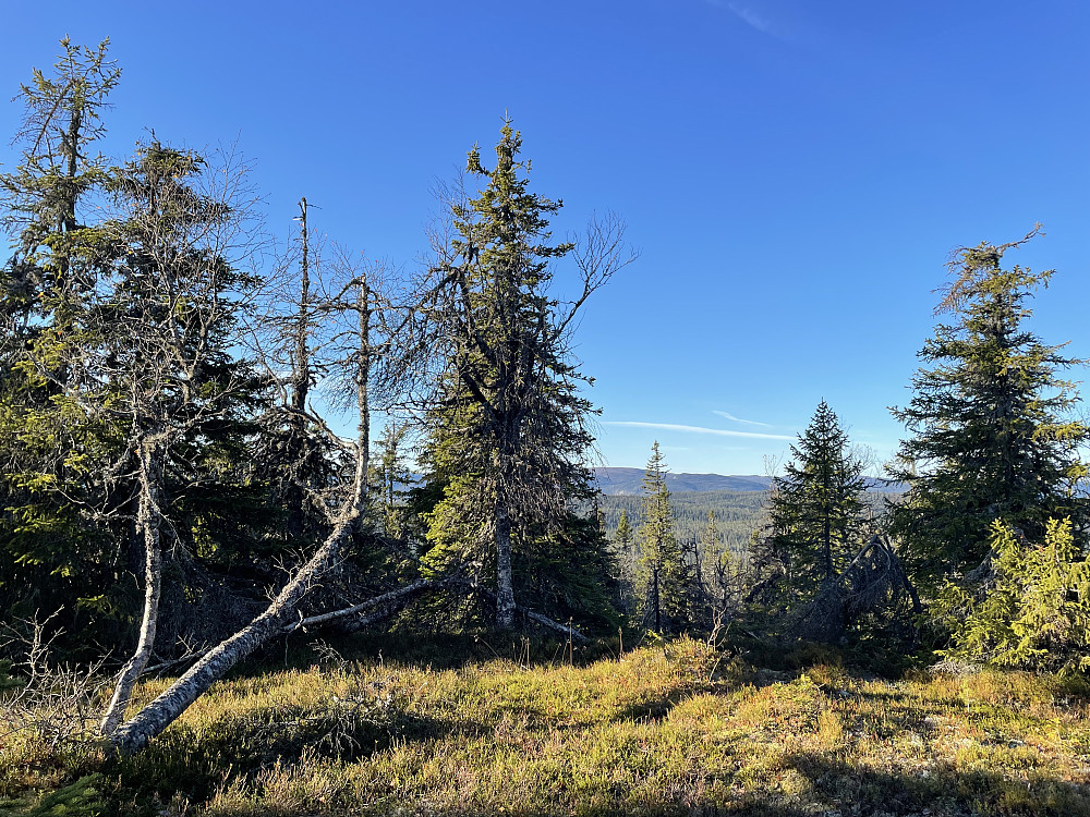 Skurveknatten (844 m).