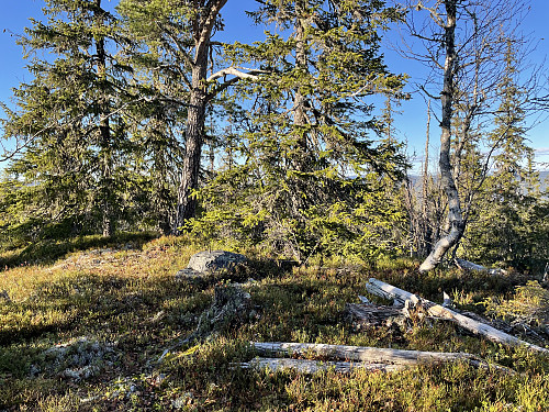 Tett skog på Kattuglehøgdi, eller Kroneputthøgda (853 m).