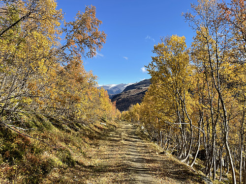 På veien oppover Storlie.