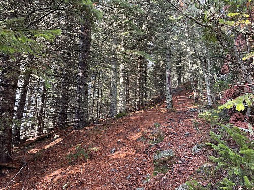 På stien opp til Store Skjellingshovde (856 m) fra øst.