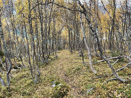 På sti ned gjennom bjørkeskogen til Høydalsvatnet (905 m).