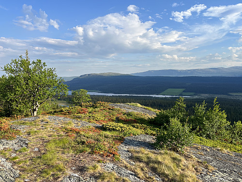 På Kvitberget (1000 m).