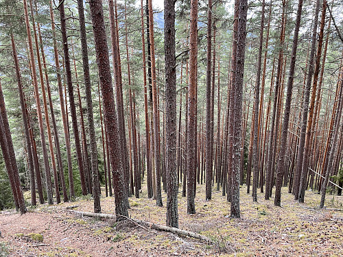 Åpen skog.