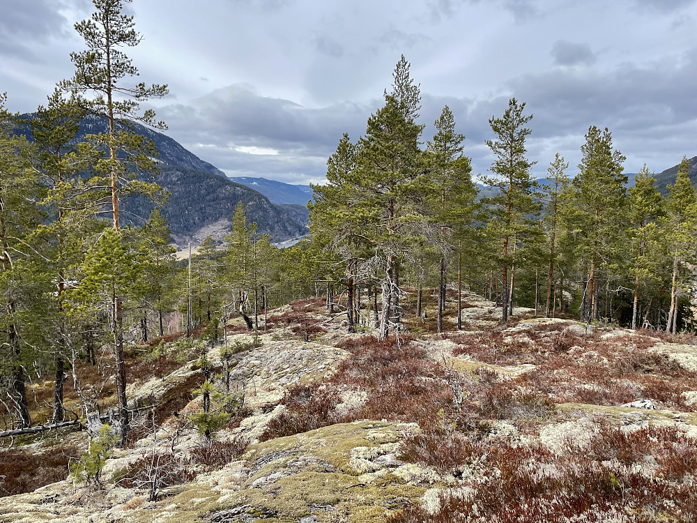 Åpent skogsterreng.