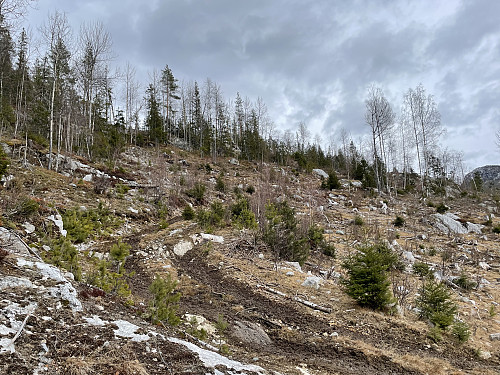 Åpent hogstfelt mot Deighovd (517 m).