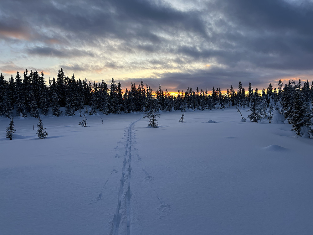 I åpent skogsterreng ved Kinnkjølen (848 m).