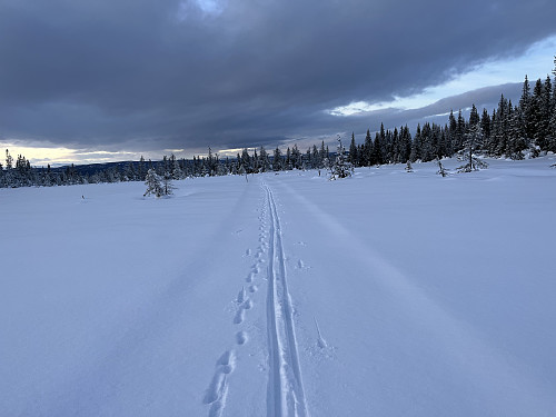 På den gjensnødde skiløype ved Kinnkjølen (848 m).
