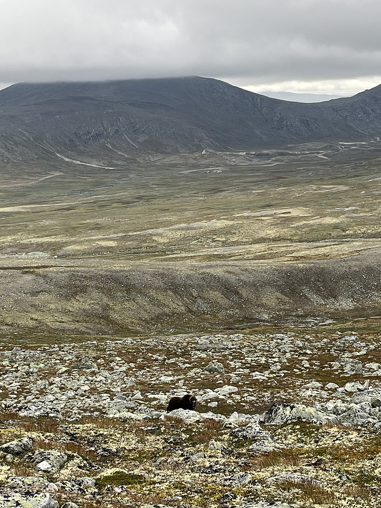Moskus på stien mot Snøheim.
