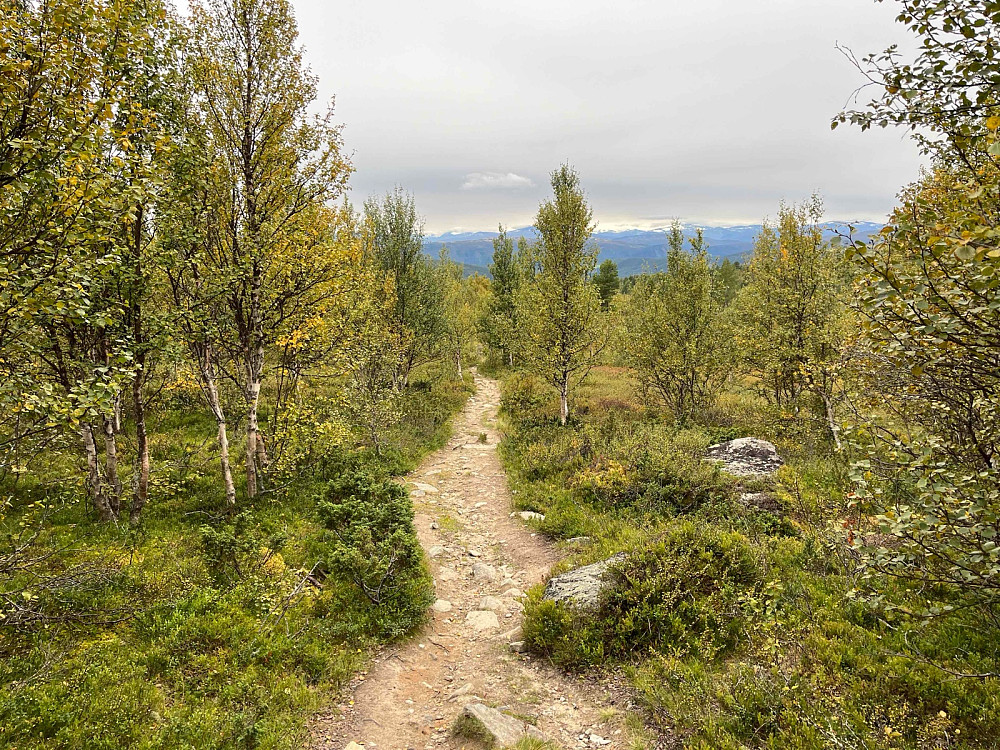 Bred sti gjennom idyllisk bjørkeskog ved Putten seter.