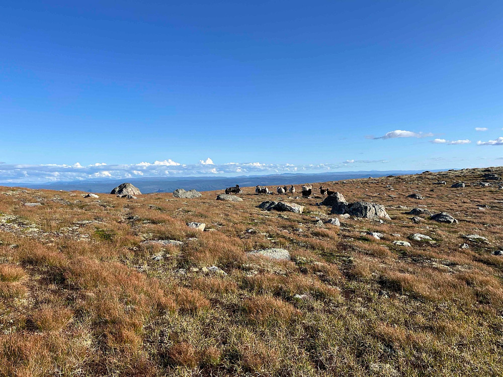 Sauer på Grytingen (1462 m).