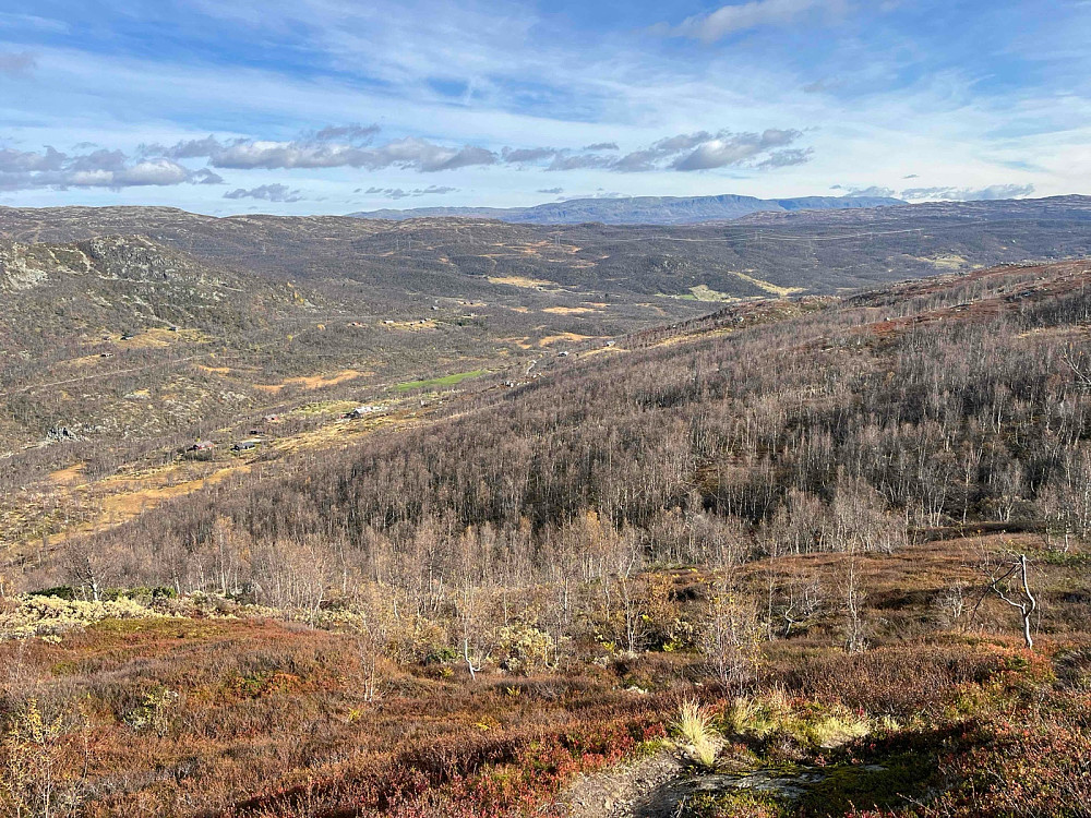 Opp gjennom denne skogen fra Gurostølen går den merkede sti mot Gurostølfjellet (1308 m).