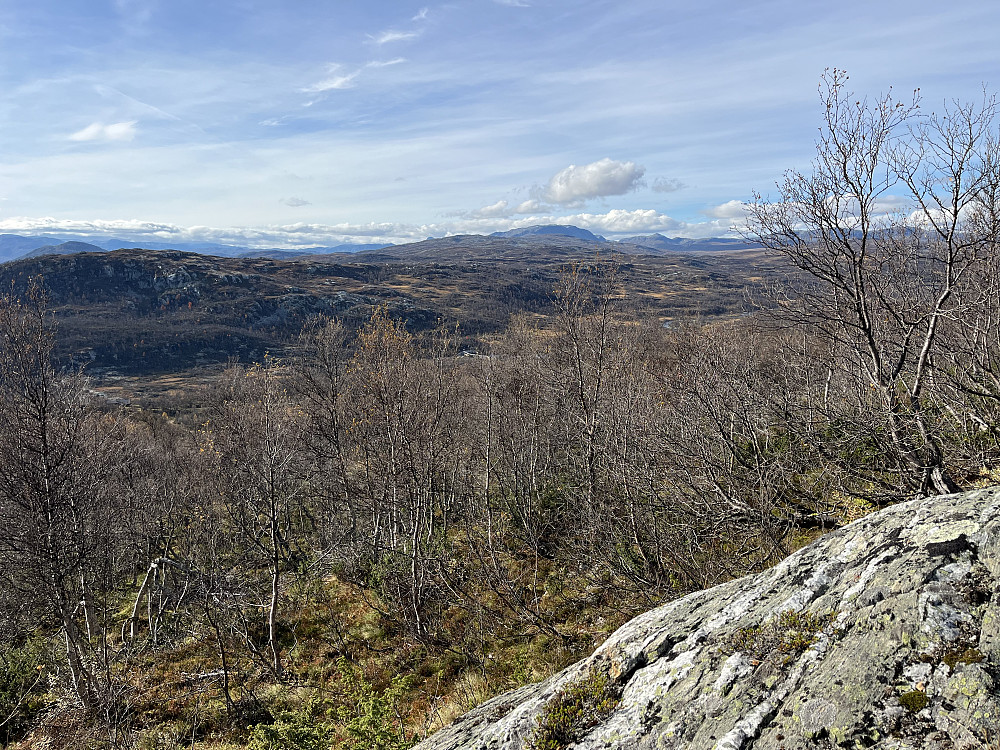 Ved tregrensen.