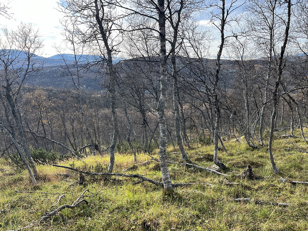 Lettgått, åpen bjerkeskog å gå gjennom.