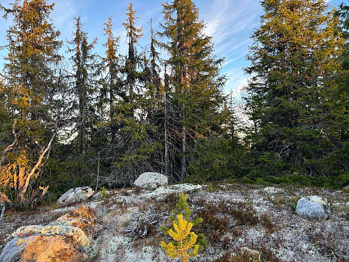 Tett skog og lite utsikt på Flatdalsåsen Nordøst (985 m).