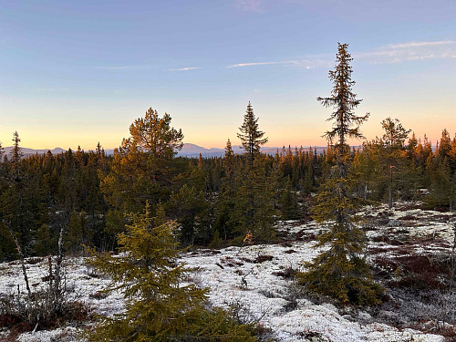 I skogen på Flatdalsåsen. Hemsedal ses i bakgrunnen.