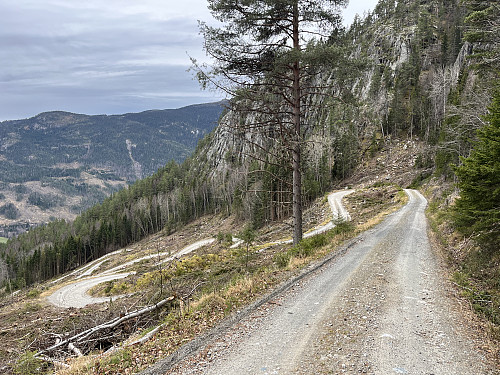 Bratt skogsvei fra Vassfarmoen opp Ostebekklia.