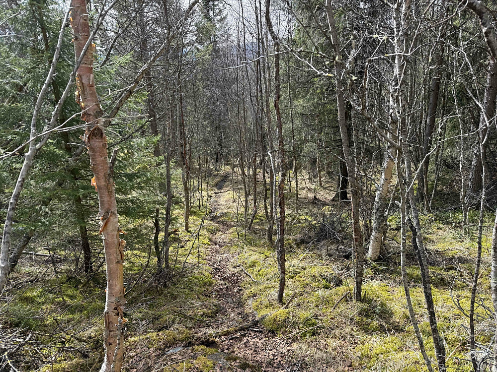 Tett skog.