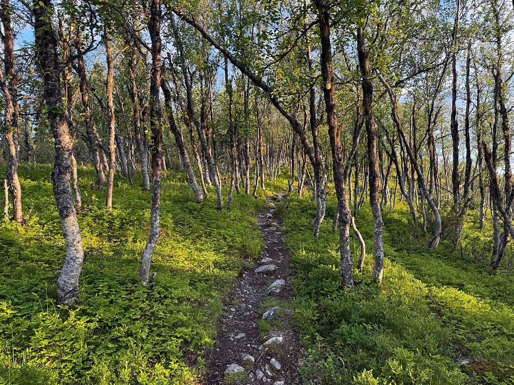 Gjennom bjerkeskogen rett før toppen av Vidhovd (1060 m).