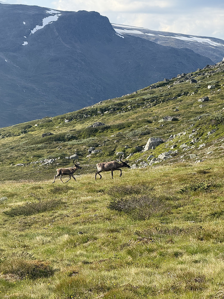Reinsdyr på vandring mot Hellstugubrean.