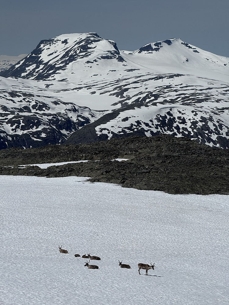 Reinsdyr med Fannaråki og Steindalsnosi i bakgrunnen.