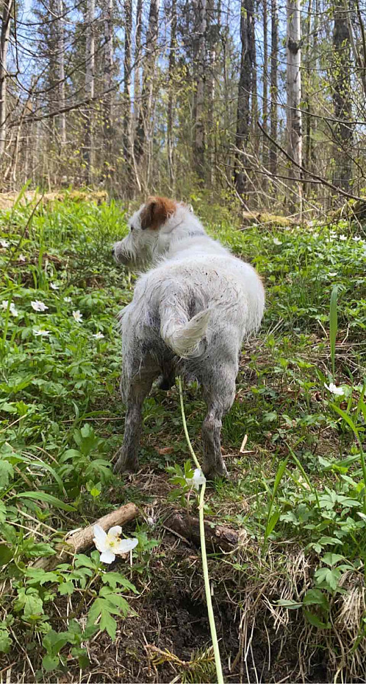 Nydusjet hund fikk seg et gjørmebad