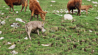 Podlesten_20240414_661bd36532743.jpg