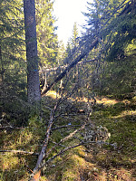 FjellEggen_20220512_627cd4bbe8e6d.jpeg