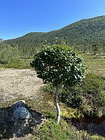 FjellEggen_20230708_64a9a020be0fe.jpeg